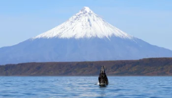 В редчайшей охотоморской популяции древнейших усатых китов насчитали полторы сотни особей на Камчатке