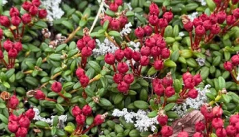 Об уникальном растении парка «Быстринский» рассказали на Камчатке