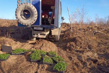 Сеянцы берёзы каменной посажены на площади 79,9 гектара в этом году на Камчатке 3