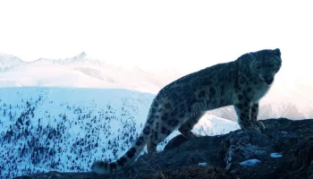 Серия кинопоказов, посвящённых дикой природе России, пройдет на Камчатке Серия кинопоказов, посвящённых дикой природе России, пройдет на Камчатке