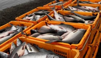 На Камчатке зафиксировано падение объемов добычи камчатского лосося