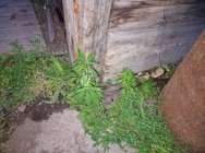 На Камчатке житель Мильково выращивал а теплице коноплю 5