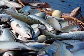 Отстаем: на Камчатке вылов лосося меньше показателей 2022 года