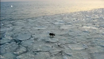Двух собак, дрейфовавших на оторвавшейся льдине, спасли в акватории Петропавловска-Камчатского