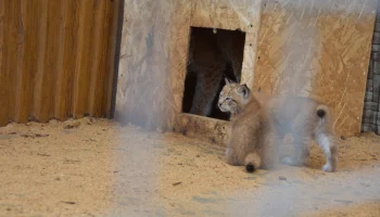 Благотворительная программа «Опекунство над животными» приглашает к участию жителей Камчатского края Благотворительная программа «Опекунство над животными» приглашает к участию жителей Камчатского края