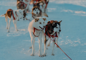 Съемки семейной приключенческой картины &laquo;Снежная восьмерка&raquo; стартовали в Камчатском крае 2