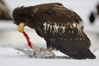 Грант Президентского фонда природы на сохранение нерки получил Кроноцкий заповедник на Камчатке 0