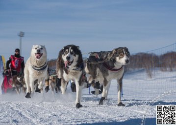 Как собаки помогли человеку освоить суровые просторы Камчатского края 0
