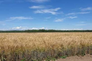 В Мильковском районе Камчатки появится собственное зернохранилище 1