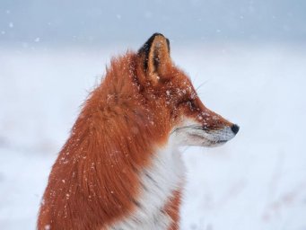 Одним из самых интересных объектов для наблюдения в разные времена года остаются лисы на Камчатке 0