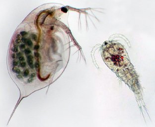 Аномально «жирненьких» дафний обнаружили ученые в реликтовом озере Камчатки 0