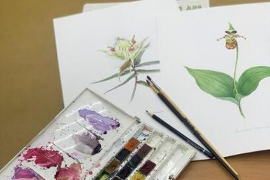Эксперты выбрали работы юных художников, которые войдут в выставку «Ботанический атлас Камчатского края» 0