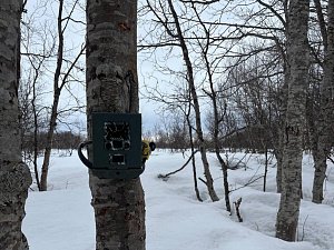 Возвращение диких северных оленей призваны зафиксировать фотоловушки Кроноцкого заповедника на Камчатке 1