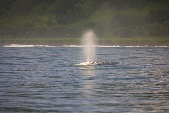 Масштабный проект по изучению серых китов запускается на Камчатке 0