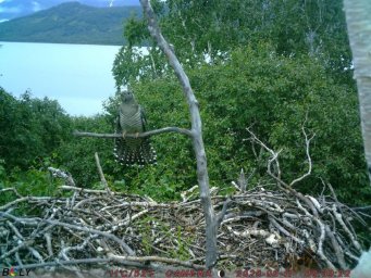 Фотоловушки раскрыли тайны гнездовой жизни белоплечих орланов на озере Начикинском в Камчатском крае 1