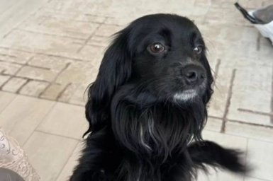 Постиравший в машинке собачулю и избивший ее хозяйку гражданин получил семь лет колонии на Камчатке 0