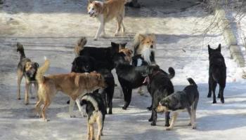 Уголовное дело о халатности возбудили на Камчатке по факту нападения собак на школьника