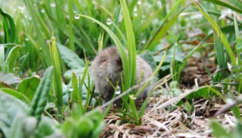 Полевок и бурозубок подсчитали в Кроноцком заповеднике на Камчатке