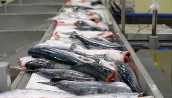 Более одной тысячи тонн рыбы и морепродуктов ушло на экспорт за неделю с Камчатки Более одной тысячи тонн рыбы и морепродуктов ушло на экспорт за неделю с Камчатки