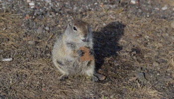 Всемирный день дикой природы отмечается сегодня на нашей планете