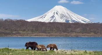 На Камчатке посчитают медведей На Камчатке посчитают медведей