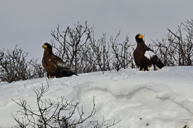 Кроноцкий заповедник к юбилею поделился результатами своей работы на Камчатке 2