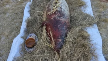 Праздник «Хололо» отмечается в разных районах Камчатки Праздник «Хололо» отмечается в разных районах Камчатки