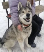 Сухие дрова и ремонт ангара необходимы приюту для бездомных животных на Камчатке Сухие дрова и ремонт ангара необходимы приюту для бездомных животных на Камчатке