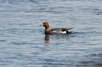 День водно-болотных угодий отметили 2 февраля на Камчатке 4