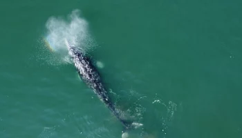 Масштабный проект по изучению серых китов запускается на Камчатке