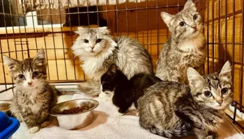 Завалило мусором кошачьи приюты в Петропавловске-Камчатском