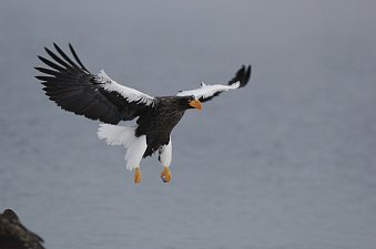 Международный День прав животных отмечается одновременно с Днём прав человека 2