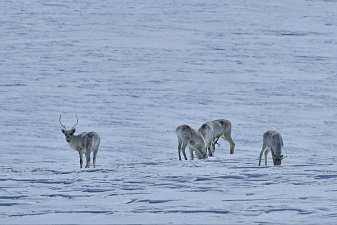 Специальные сани к снегоходам приобрел заповедник при поддержке благотворительного фонда на Камчатке 0