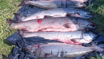 Более 150 килограммов браконьерской рыбы пытался провести житель Камчатки