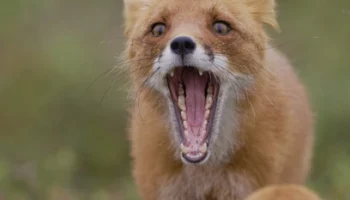 Камчатский фильм «Огненный лис» стал самым кассовым российским фильмом о дикой природе