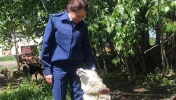 Камчатские приюты для собак прошли проверку
