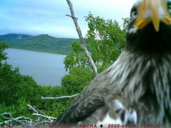 Фотоловушки раскрыли тайны гнездовой жизни белоплечих орланов на озере Начикинском в Камчатском крае 6