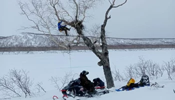 Орнитологи установили ловушки на гнезда белоплечих орланов на Камчатке