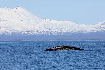В редчайшей охотоморской популяции древнейших усатых китов насчитали полторы сотни особей на Камчатке 1