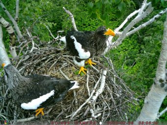 Фотоловушки раскрыли тайны гнездовой жизни белоплечих орланов на озере Начикинском в Камчатском крае 5