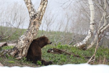 Месячник тишины стартует в Долине гейзеров на Камчатке 6