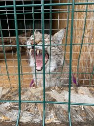 Прокуратура проверила условия содержания животных в зоопарке города Елизово на Камчатке 0
