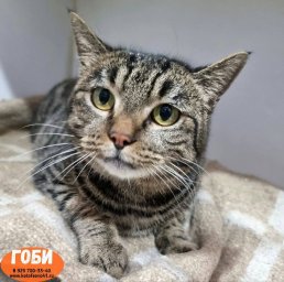 Острый дефицит свободных мест образовался в кошачьем приюте на Камчатке 0