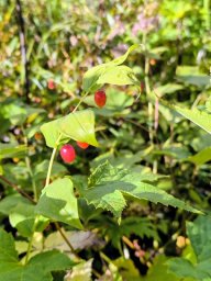 «Арбузная ягода» растет в окрестностях Ичинского вулкана на Камчатке 2