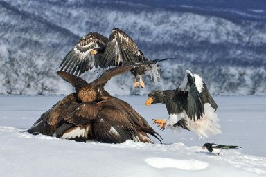 День зимующих птиц отмечается сегодня на Камчатке 3