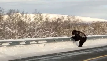 Медведь–шатун был замечен на мильковской трассе на Камчатке