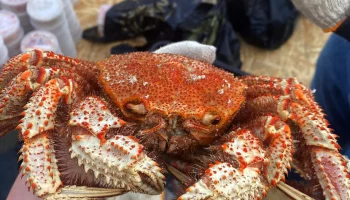 713 контейнеров замороженного краба обнаружили в гараже на Камчатке 713 контейнеров замороженного краба обнаружили в гараже на Камчатке