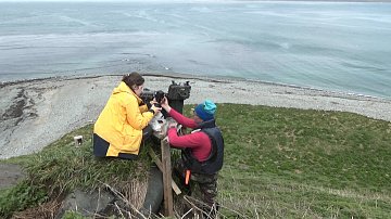 Чувствуют себя комфортно тюлени в Кроноцком заповеднике и Южно-Камчатском заказнике на Камчатке 1