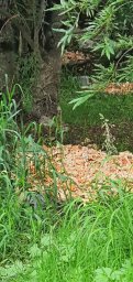 Три свалки рыбных и крабовых отходов обнаружили в двух районах Камчатки 1