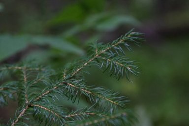 Ученые создадут карту экосистем Камчатского края 0